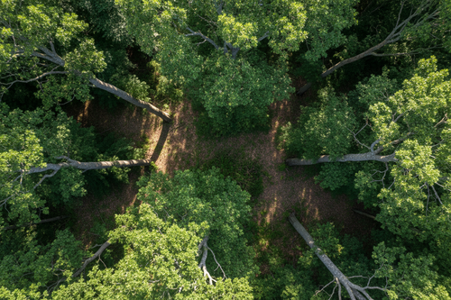 Non je veux de grands arbres qui pourront servir aux bois de chauffage